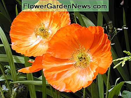 Jaarlijkse klaprozen Annual Poppies