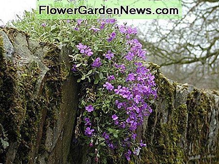 aubretia Aubretia