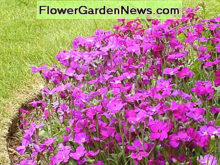 Aubretia voor randen Aubretia for Edging