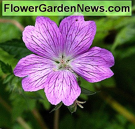 Geranium Geranium