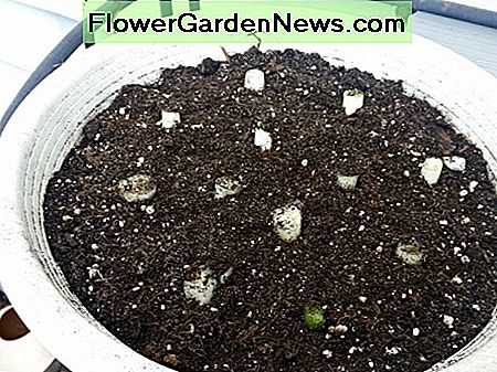 Pflanzen Sie die Zwiebelwurzeln, indem Sie nur eine 1/2 - 1/4 über dem Boden liegen lassen. Sie werden schnell wachsen. Plant the onion roots by leaving only a 1/2 - 1/4 showing above the soil. They will start growing fast.