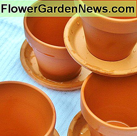 Kleine, saubere Töpfe etwa 3 cm Durchmesser sind eine gute Größe für den Start von Stecklingen aus Dornenkronen. Small, clean pots about 3 inches across are a good size for starting cuttings from crown of thorns plants.