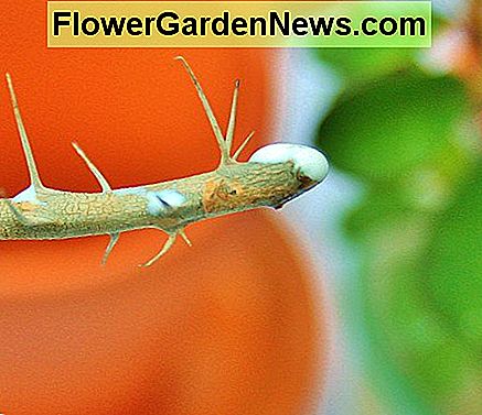 Tragen Sie Handschuhe, um die scharfen Dornen der Christuspflanze zu vermeiden und den giftigen Saft nicht mit Ihrer Haut in Berührung zu bringen. Wear gloves to avoid the sharp thorns of the Christ plant & to keep its poisonous sap from coming into contact with your skin.