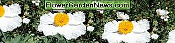 Hausbesitzer in Pasadena pflanzen jetzt eine große, in Südkalifornien beheimatete Pflanze namens Matalija in ihren Gärten. In SoCal wird diese Wildblume größer als ein Mann. In den Tropen würden die Wurzeln verfaulen. Homeowners in Pasadena are planting a tall, Southern California native plant called Matalija in their gardens now. In SoCal this wildflower grows taller than a man. In the tropics it's roots would rot.