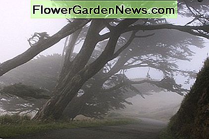 Zypresse-Bäume verbogen durch Wind entlang der nebeligen, Nord-Kalifornien-Küste. Cypress trees bent by wind along the foggy, northern California coast.