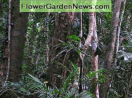 Regenwälder, wie der Daintree Rainforest in Australien, erzeugen ihren eigenen Regen mit der Kombination von Wärme aus der Sonne und Transpiration aus dem grünen Dschungelwachstum. Rainforests, like the Daintree Rainforest in Australia, create their own rain with the combination of heat from the sun and transpiration from the verdant jungle growth.
