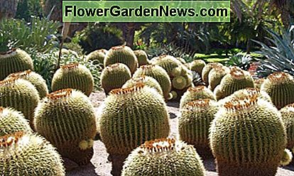 Sukkulenten lagern ihr eigenes Wasser in der Pflanze und erhöhen so das Überleben der Pflanze während langer Dürreperioden. Sukkulenten würden in feuchtem oder feuchtem Klima nicht überleben. Succulents store their own water inside the plant, increasing the plant's survival during long periods of drought. Succulents would not survive in a wet or humid climate.
