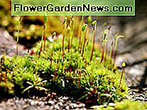Dieses attraktive Moos wächst nur in extremer Kälte. Es ist in der Arktis heimisch. This attractive moss grows only in extreme cold. It is native to the Arctic region.