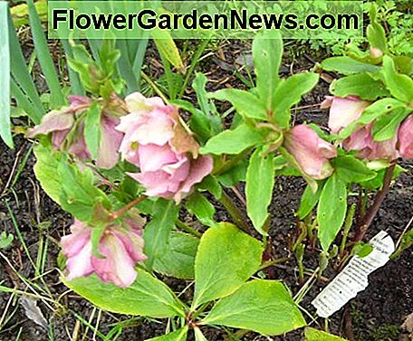 Helleborus Heronswood Double สีชมพู Helleborus Heronswood Double Pink