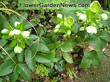 Helleborus argutifolius Helleborus argutifolius