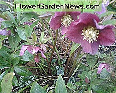 พืชชนิดหนึ่ง Hellebore