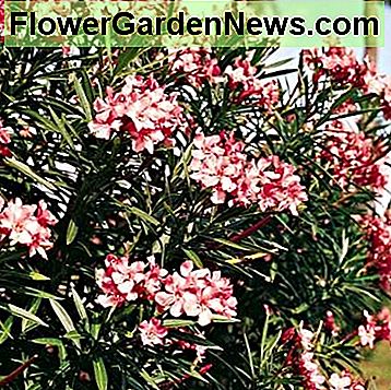 Oleander: พืชที่เป็นพิษ Oleander: poisonous plant