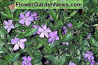 Vinca minor (periwinkle) เป็นพืชที่เป็นพิษ Vinca minor (periwinkle), a poisonous plant