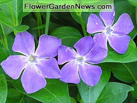 Vinca major (periwinkle) เป็นพืชที่เป็นพิษ ดูเหมือนกับ Vinca minor แต่มีใบและดอกไม้ที่ใหญ่กว่า Vinca major (periwinkle), a poisonous plant. It looks like Vinca minor, but has larger leaves and flowers