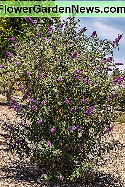 Dies ist einer der vielen Schmetterlingsbüsche im Park neben unserem Haus. Jeder ist über sechs Fuß groß und etwa vier bis sechs Fuß breit. Schauen Sie sich die Spitzenblumen genau an und beachten Sie, dass mehrere Schmetterlinge den Nektar genießen. This is one of the many Butterfly Bushes in the park next to our house. Each one is over six feet tall and about four to six feet wide. Look closely at the top flowers and notice there are several butterflies enjoying the nectar.
