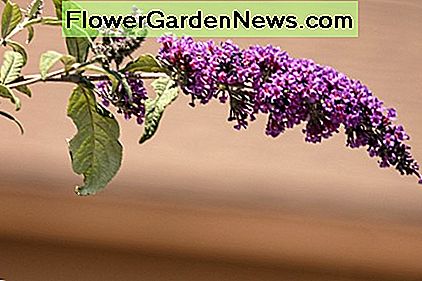 Ein gesunder Schmetterlingsbusch ist wie ein Magnet, um Schmetterlinge anzuziehen. A healthy Butterfly Bush is like a magnet for attracting butterflies.