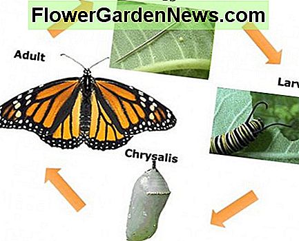 Pflanzen, die Sie neben Ihrem Schmetterling Bush wachsen können, die den Lebenszyklus des Schmetterlinges unterstützen, umfassen Astern, schwarzäugige Susans, Löwenmäulchen, Nasturtia und Milkweed. Plants that you can grow alongside your Butterfly Bush that will support the butterfly's life cycle include asters, black-eyed susans, snapdragons, nasturtia and milkweed.