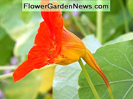 Een prachtige tuinoostindische kers. A beautiful garden nasturtium.