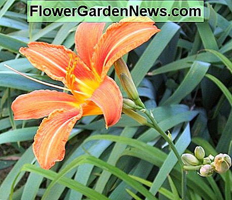 Een daglelie in volle bloei. A daylily in full bloom.