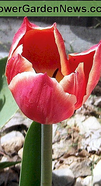 Een van de vele soorten tulpen beschikbaar. Dit werd enkele jaren geleden in onze tuin genomen. One of the many kinds of tulips available. This was taken in our yard several years ago.