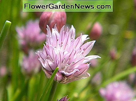 Bieslook bloemen zijn zowel mooi als smakelijk. Chives flowers are both pretty and tasty.