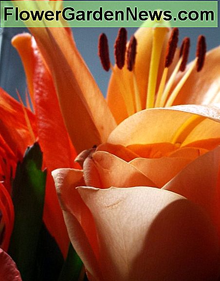 Rozen en daglelies zijn beide eetbaar. Deze waren in een boeket van een bloemist, dus ik zou ze niet gebruiken bij het koken, maar ze zijn gemakkelijk genoeg gegroeid. Roses and daylilies are both edible. These were in a bouquet from a florist, so I wouldn't use them in cooking, but they're grown easily enough.