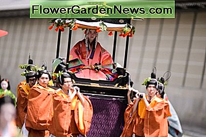In het moderne tijdperk wordt elk jaar een andere ongehuwde vrouw uit Kyoto gekozen om als Saio (hogepriesteres van de Kamo Shrines) te dienen, die tijdens een festival op een draagstoel wordt gedragen. In the modern era, a different unmarried woman from Kyoto is picked each year to serve as Saio (high priestess of the Kamo Shrines), who is carried in the festival on a palanquin.