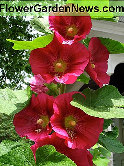 Met slechts een paar ongedierte zichtbaar, had de tuinman die deze stokrozen kweekte heel veel geluk. With only a few pests visible, the gardener that grew these hollyhocks was quite lucky.