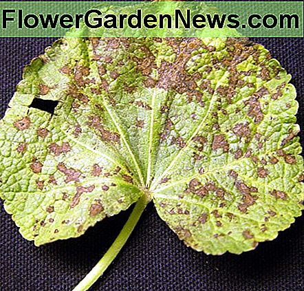Met Anthracnose besmet Hollyhock-blad. Anthracnose infected Hollyhock leaf.