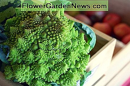 Groene bloemkool Green Cauliflower