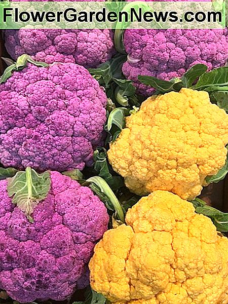 Oranje en paarse bloemkolen Orange and Purple Cauliflowers
