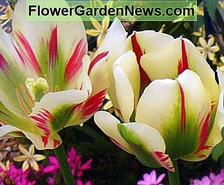 Viridiflora Tulips ('Flammendes Frühlingsgrün') Viridiflora Tulips ('Flaming Spring Green')