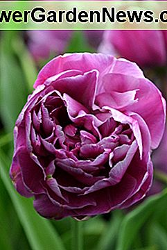 Doppelte späte Tulpe Double Late Tulip