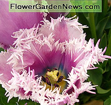 Fransen Tulip ('Cummins') Fringed Tulip ('Cummins')