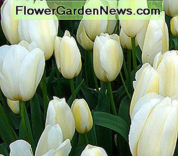 Tulpe Coquette Tulip Coquette