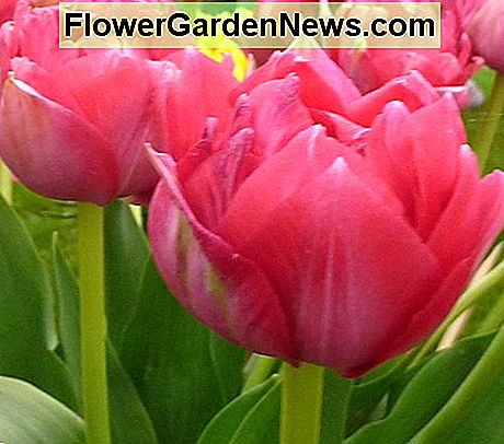 Doppelzimmer Early Tulip (Tulpe 'Erfurt') Double Early Tulip (Tulip 'Erfurt')