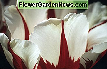 Darwin Hybrid Tulpe Darwin Hybrid Tulip