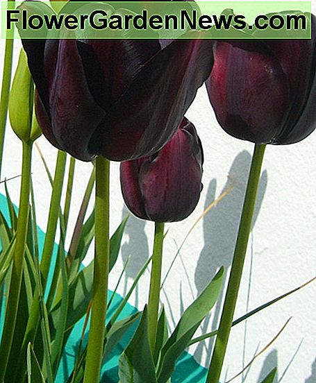 Single Late Tulips ('Königin der Nacht') Single Late Tulips ('Queen of the Night')