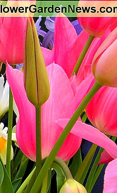 Lily Flowered Tulip ('Ballade') Lily Flowered Tulip ('Ballade')