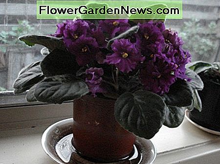 Afrikanske violetter African Violets