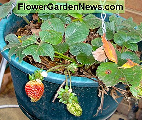 Hængende kurve af jordbær Hanging Baskets of Strawberries
