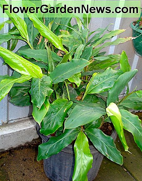 Kardemomme i en plastikpotte Cardamom in a plastic pot