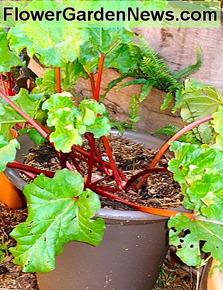 rabarber Rhubarb