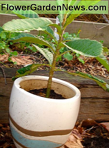 loquat Loquat