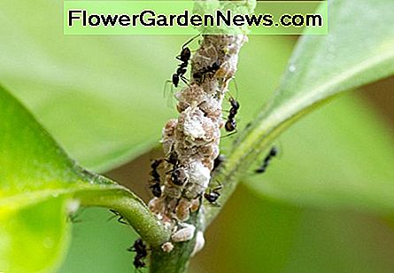 Skruzdėlės ūkininkavimo rupiniai Ants farming mealybugs