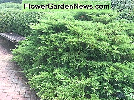 Juniper shrub ที่ Chicago Botanic Gardens Juniper shrub at the Chicago Botanic Gardens.