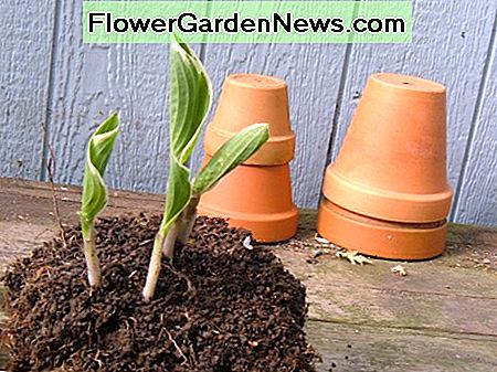 Teilende Hosta Hose Dividing Hosta Pants