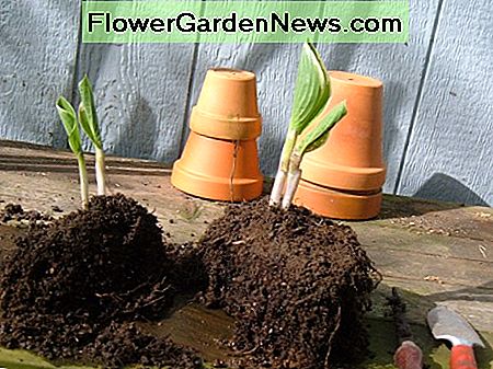 Geteilte Hostas, bereit zum Pflanzen! Divided Hostas, Ready for Planting!