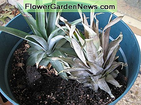 Legen Sie Ihr Ananasoberteil in einen Behälter mit Erde darin. Pat den Boden und Wasser Ihre Ananas Pflanze. Dieses Top wurde neben einer Ananas gelegt, die seit ein paar Monaten im Topf ist. Put your pineapple top into a container with soil in it. Pat the soil down and water your pineapple plant. This top was put next to a pineapple that has been in the pot for a couple of months.
