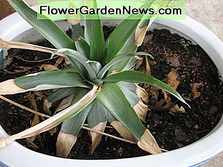 Hier ist eine Ananas Pflanze, die neue Blätter anbaut. Wenn ich die Pflanze hochheben würde, würden Sie sehen, wie Wurzeln wachsen! Die Wurzeln nehmen das Wasser auf und die Blätter sammeln Energie von der Sonne. Here is a pineapple plant that is starting to grow new leaves. If I lifted up the plant, you would see roots growing! The roots take in the water and the leaves gather energy from the sun.